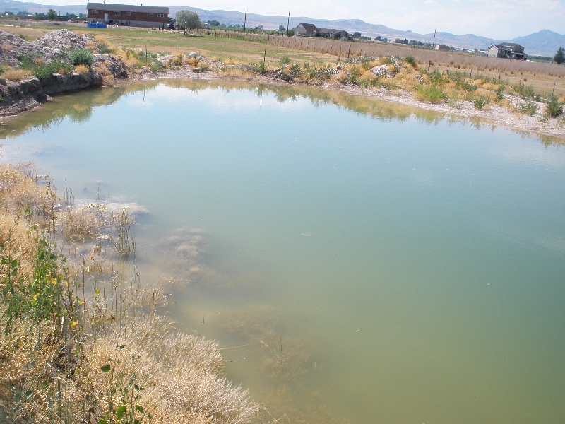 Attached picture pond 3.JPG